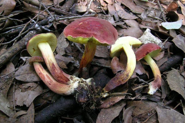 Xerocomus driophylus. Scheda fotografica.